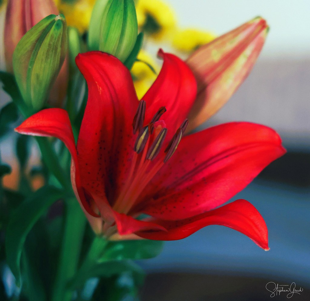 Tiger lily in bloom Stephen Grech Flickr