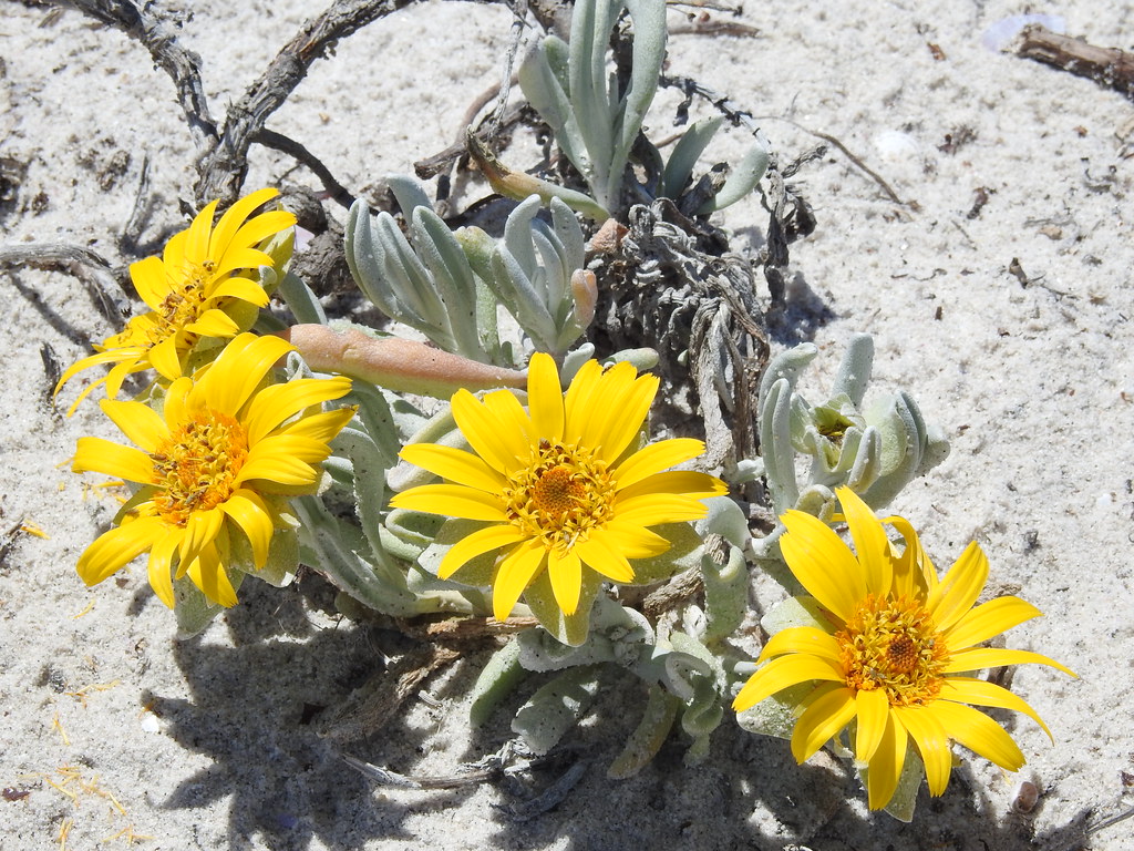 BRIGHT yellow beach flowers Norm Johnson Flickr