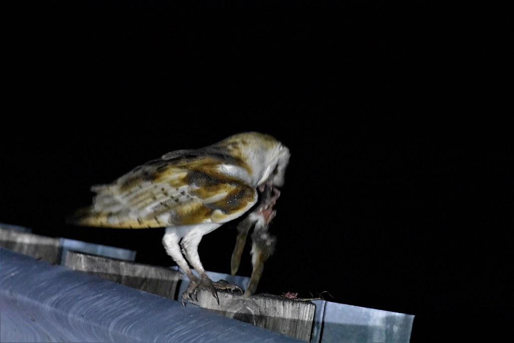 Barn Owl eating rabbit danalemp121690 Flickr