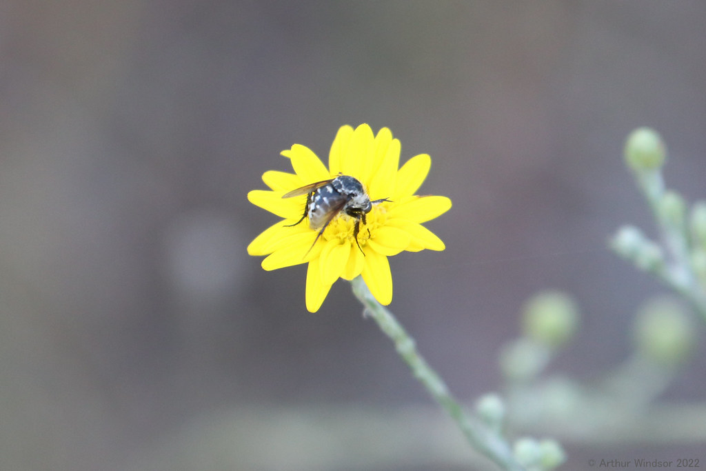 Fly Frenchman's Forest Natural Area, PBC, FL Arthur Windsor Flickr