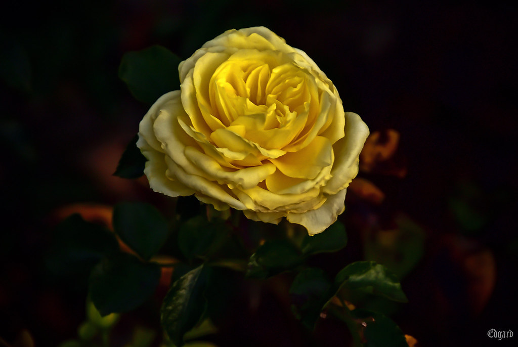 Yellow shrub rose Yellow shrub rose in the city garden Edgard Ed