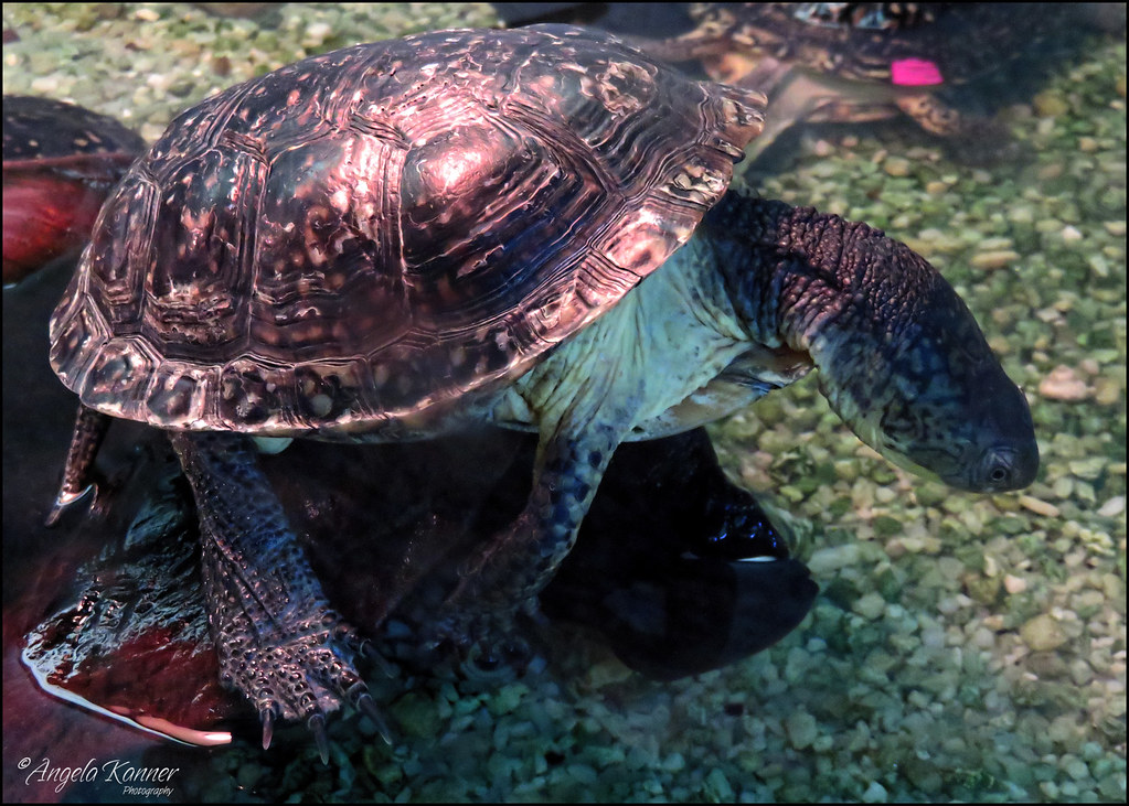 Cold Spring Harbor Fish Hatchery... Flickr