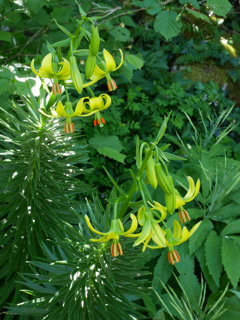 Yellow Turk'scap lily (Lilium pyrenaicum), Pech de Bugara… Flickr