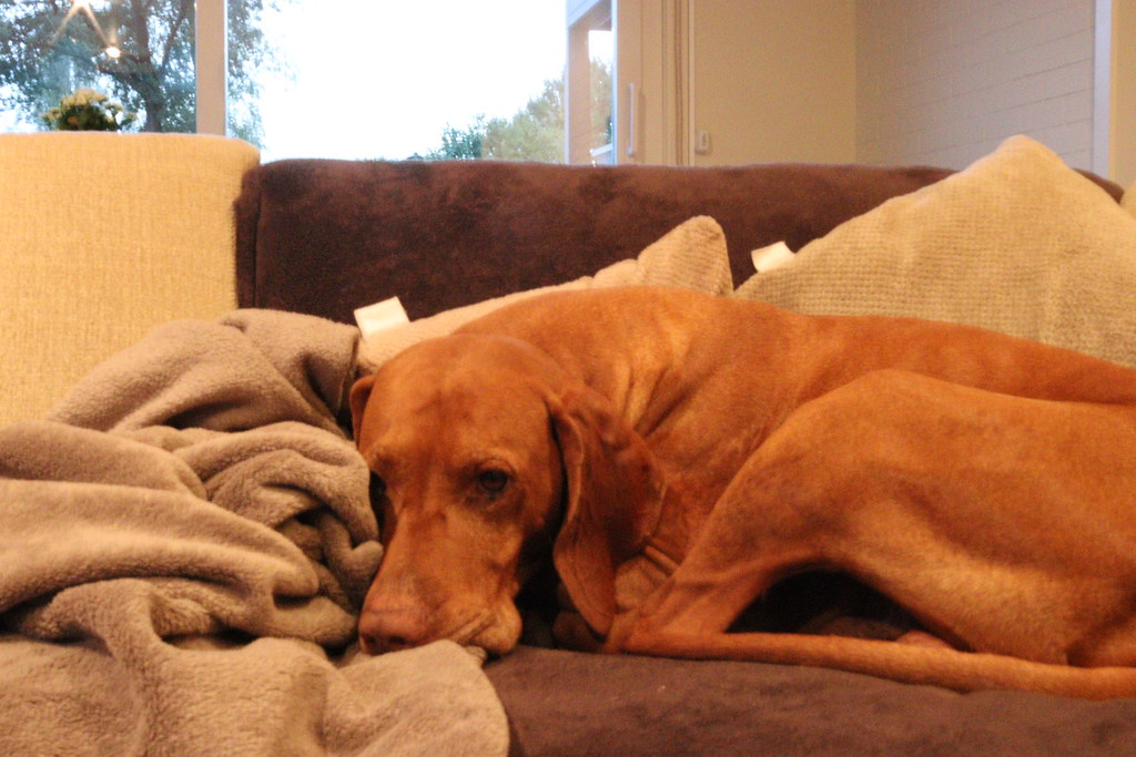 Juul 1 Who Let the Dog… Flickr