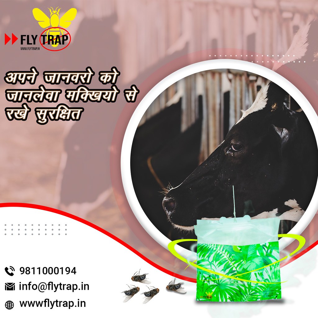 what is best bait for fly trap Organic Fly traps offered b… Flickr