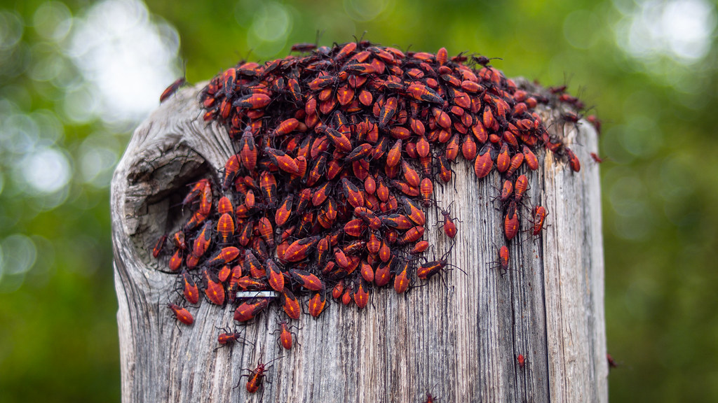 Box Elders OLYMPUS DIGITAL CAMERA Chris Kovacs Flickr