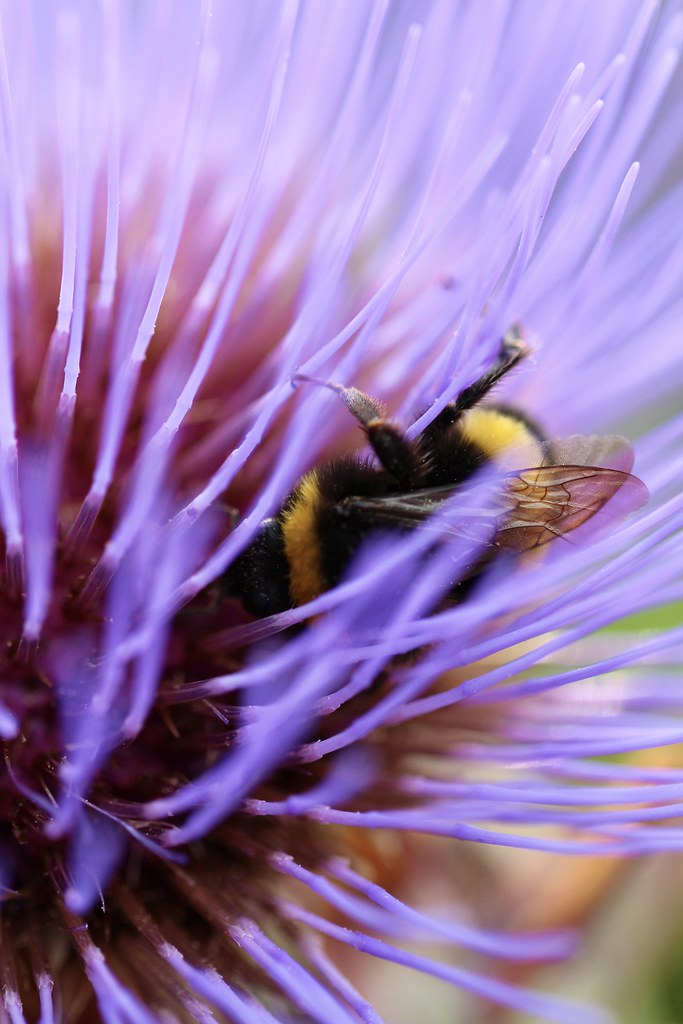 IMG_2793 Rhiannon Strachan Flickr