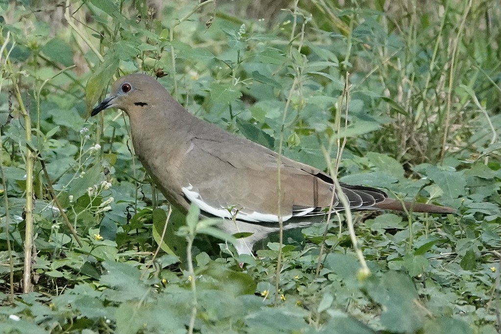 Whitewinged Dove Salineño Wildlife Preserve, TX jdco2pock Flickr