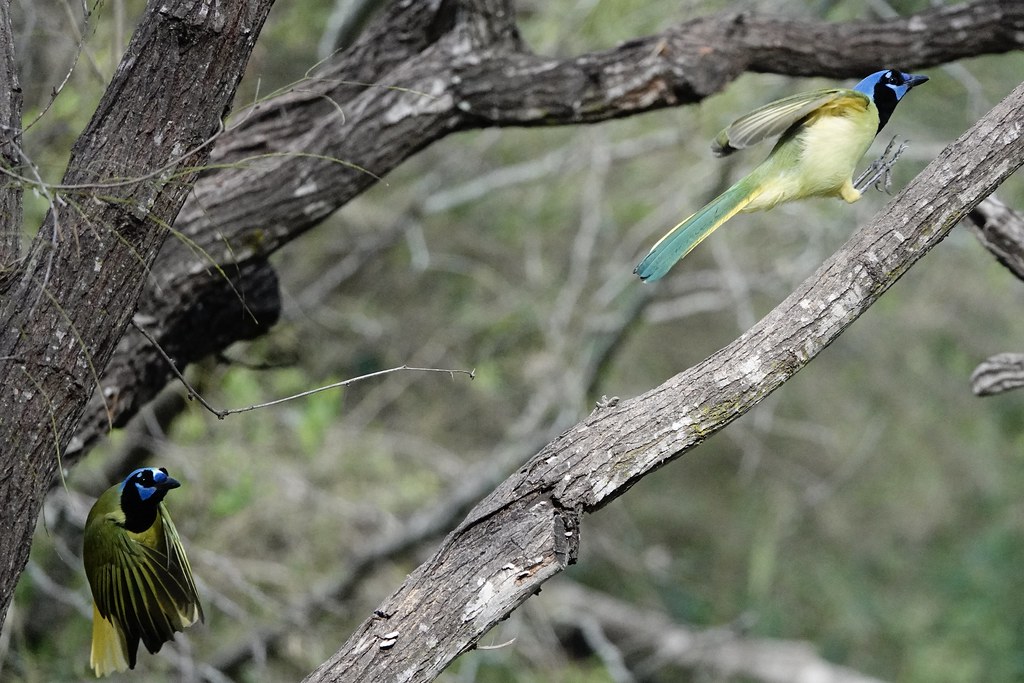 Green Jays Salineño Wildlife Preserve, TX jdco2pock Flickr