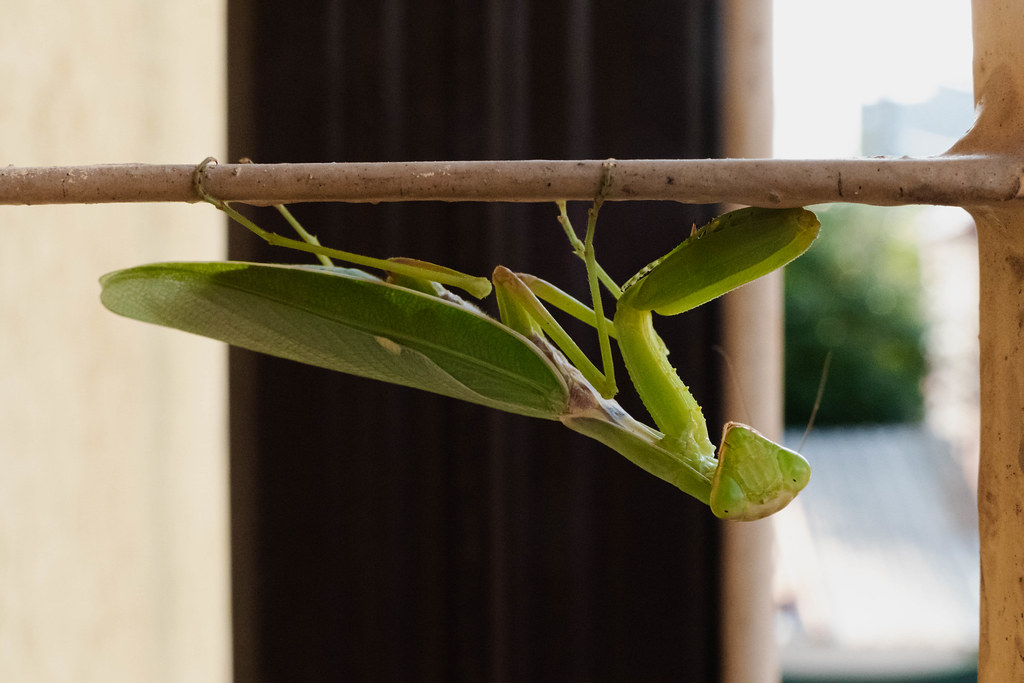 praying mantis Upside down praying mantis. Little Yoga Ins… Silviu