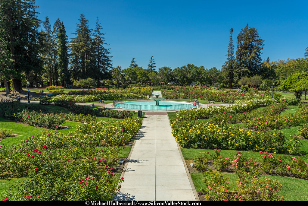 Municipal Rose Garden Municipal Rose Garden, San Jose, Sil… Flickr