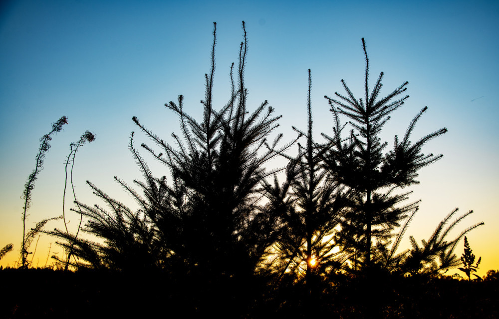 _DSC1591copywb Two firs . Ferndale, Washington, November … Mark