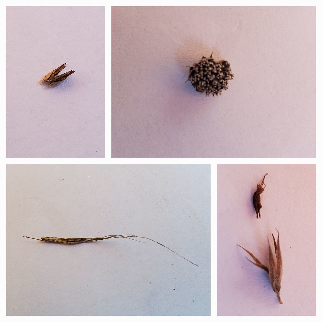 20221024_075117 Wendy ChappellDick Flickr