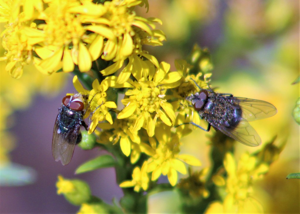 Flies on Flowers Christopher Cowgill Flickr