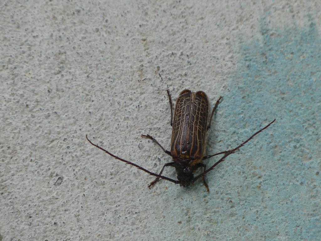 Huhu beetle (Prionoplus reticularis) 50 mm epitree Flickr