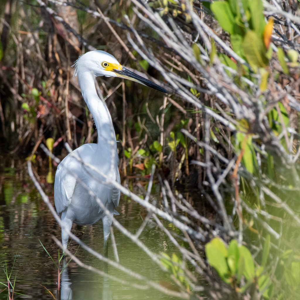 Egret Hunting Garrett Speed Flickr