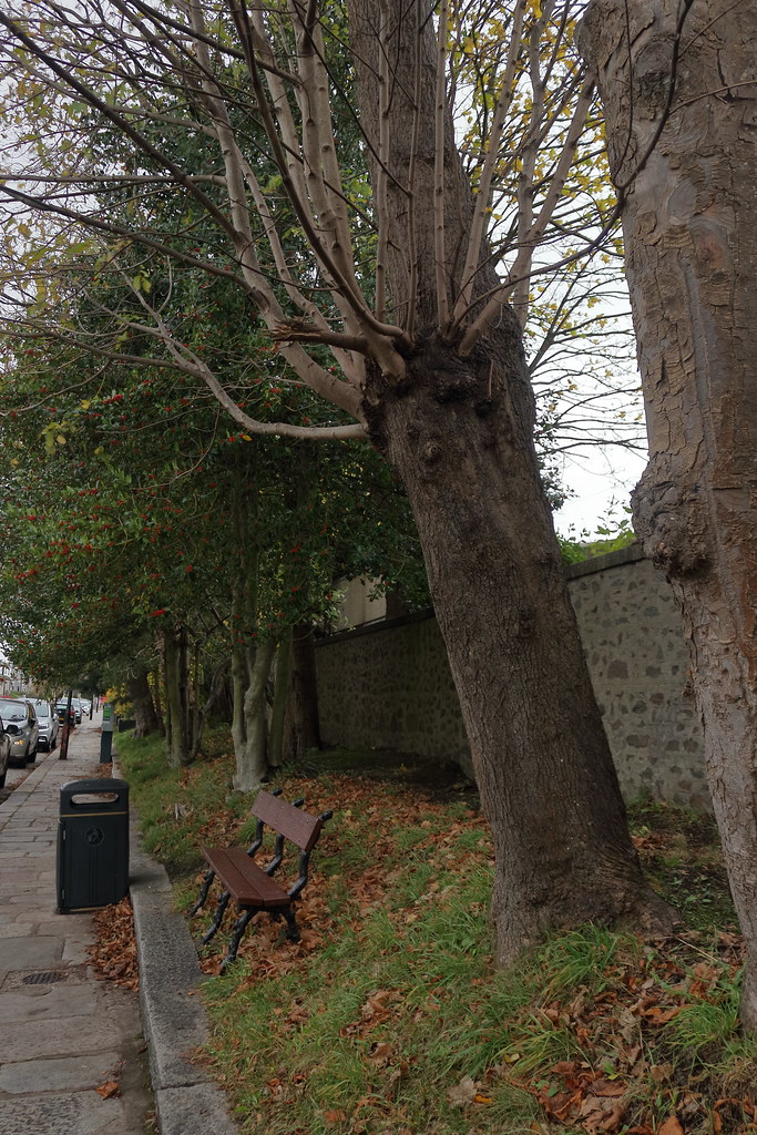 Albert Terrace Gardens,Aberdeen_nov 22_18758 Alan Longmuir. Flickr