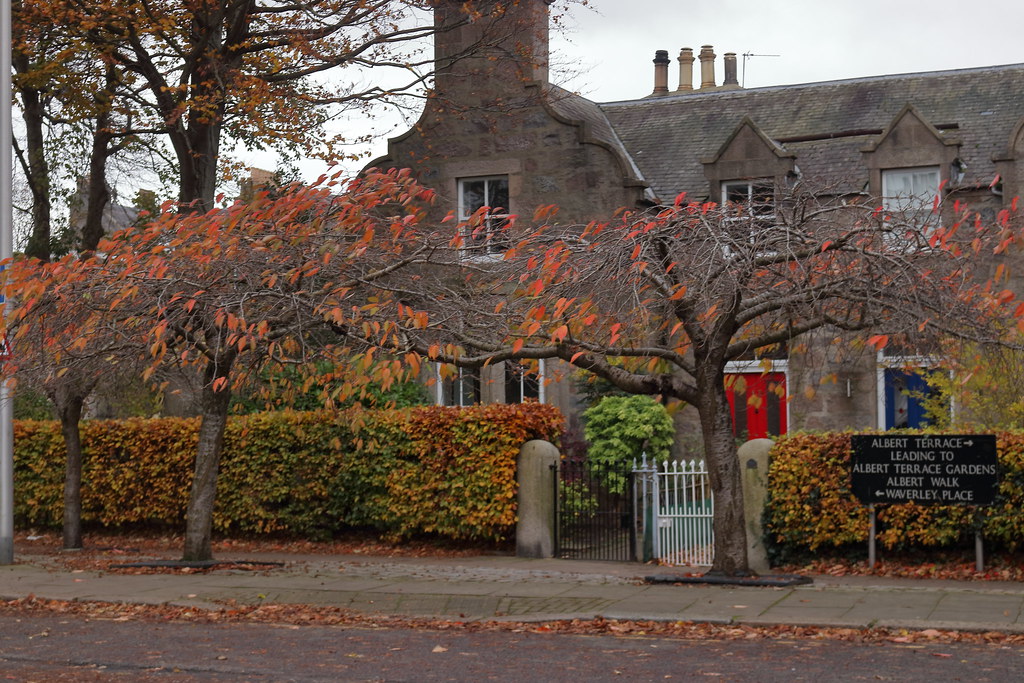 Autumn in the Street,Albert Terrace,Aberdeen_nov 22_18750 Flickr