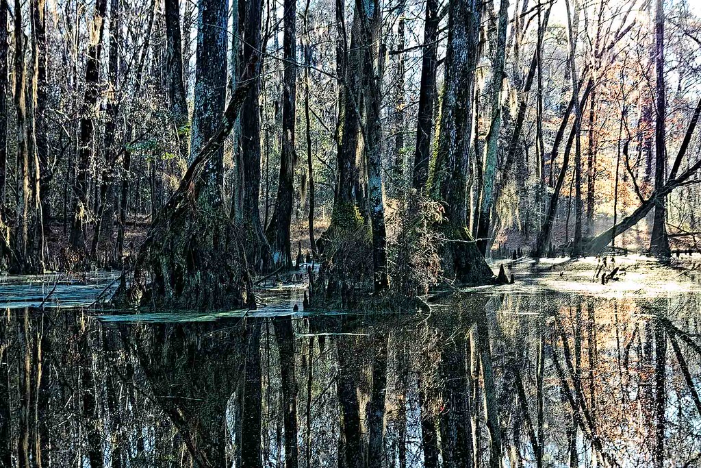 Merchants Millpond 6454 Gates County, NC February 23, 202… Flickr