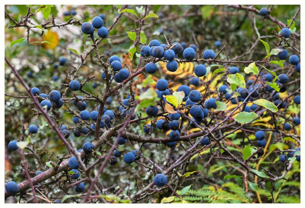 SLOE GIN BERRIES In the hedgerows on walk. Trisha Gaskin Flickr
