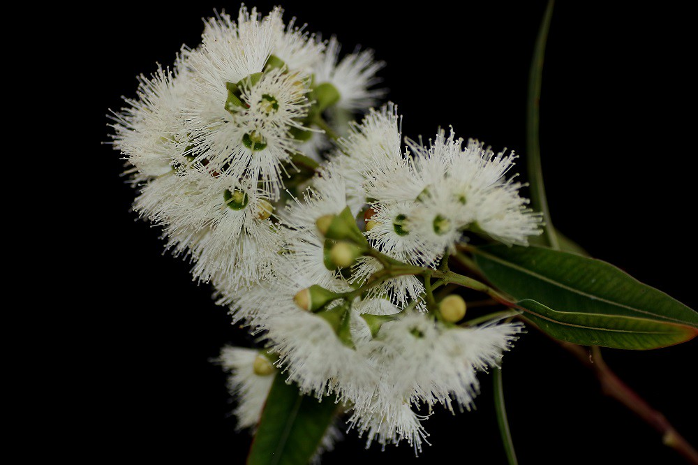 Eucalyptus curtisii Eucalyptus curtisii Common name Plunk… Flickr