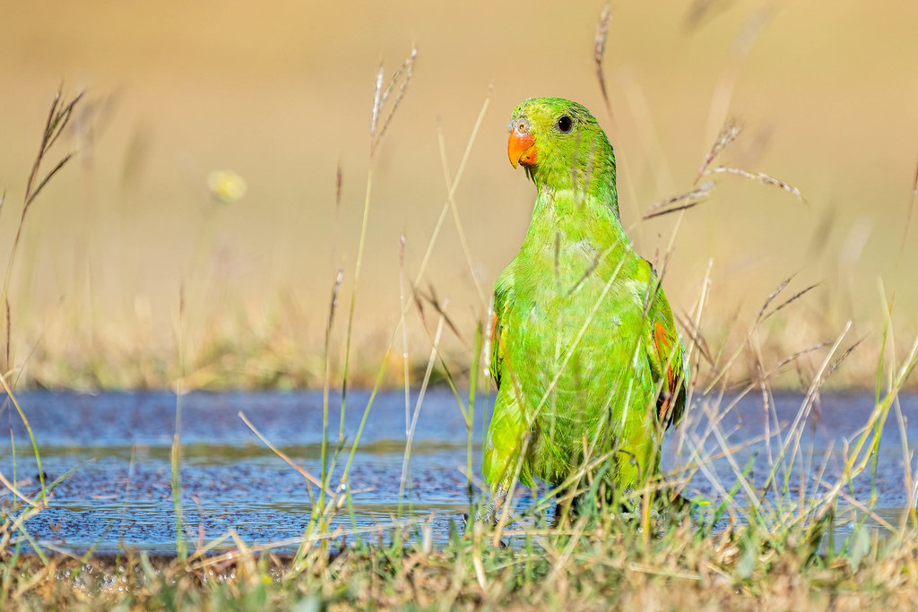 Redwinged Parrot Bathing in a puddle Athena Flickr