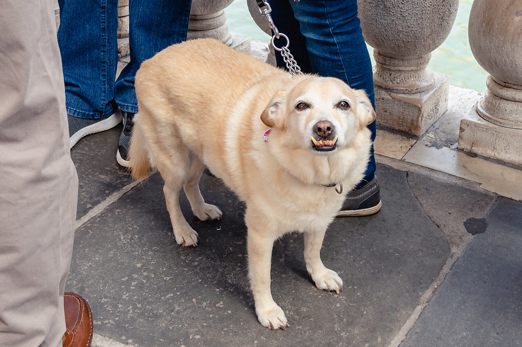 Venice_56 Dogs of Venice A trip to Venice WF portraits Flickr