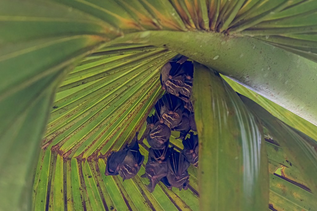 Common tentmaking bat Captured at Panama, on Jun 17, 2022… Flickr