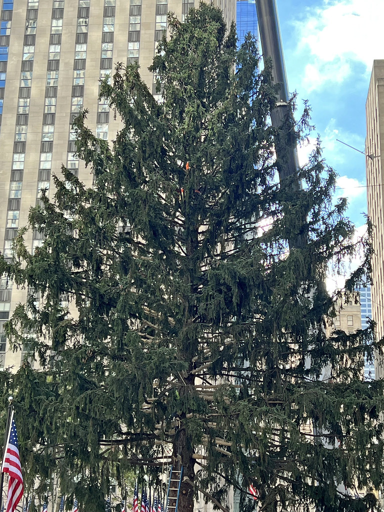 The 2022 Rockefeller Christmas Tree Was Delivered To Rocke… Flickr