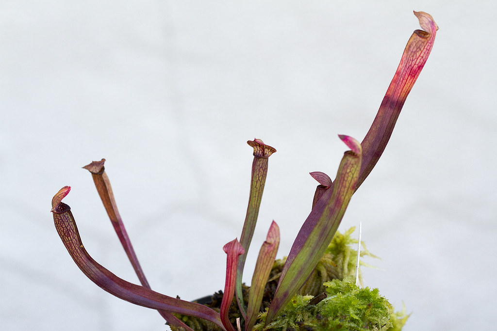 Sarracenia jonesii Black Lips (Greenville Co., SC) 2 Flickr