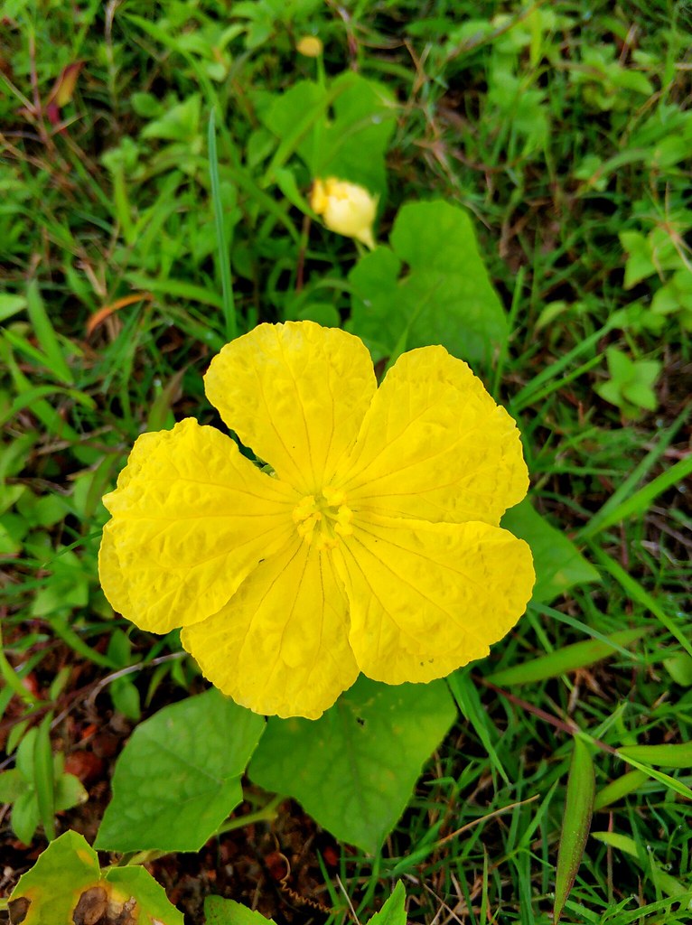 Yellow Flower Md. Mujahidul Islam Sakib Flickr
