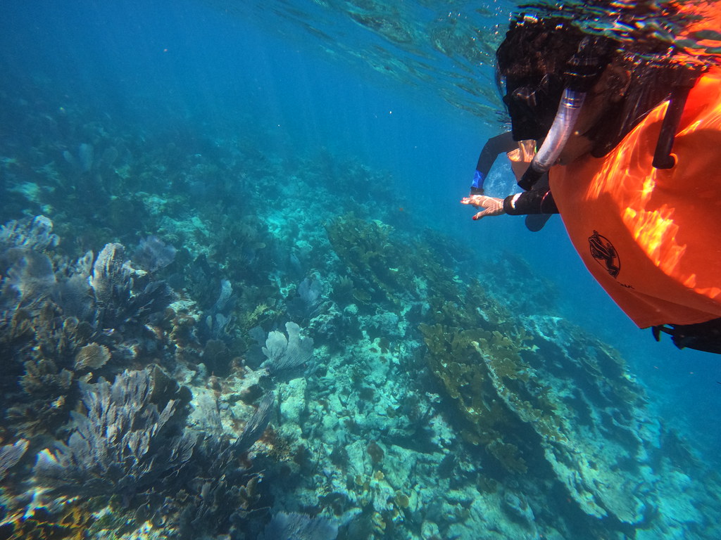 snorkel key largo (66) DCIM\100GOPRO\GOPR8237.JPG Flickr