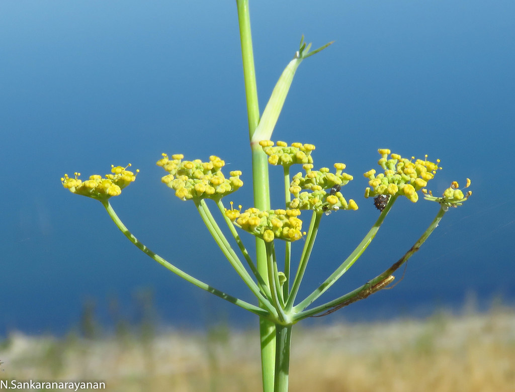 IMG_5810 Sweet Fennel Wild Flower Quarry Lake Fremont Flickr