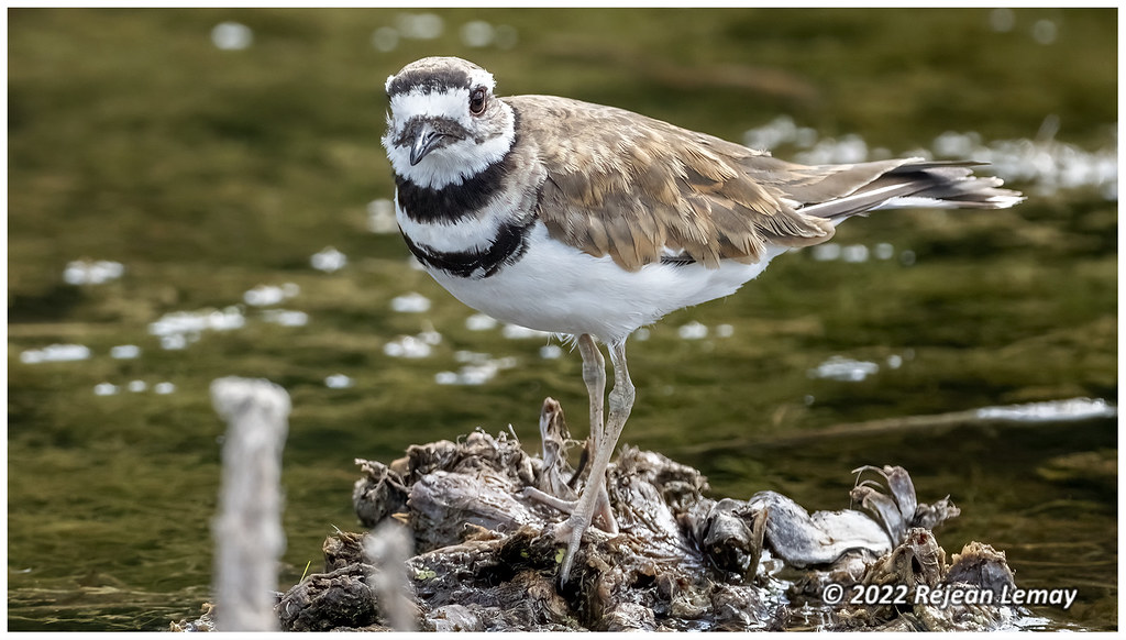 Killdeer _85016331 copy Killdeers at a Kingston, Ontario … Flickr