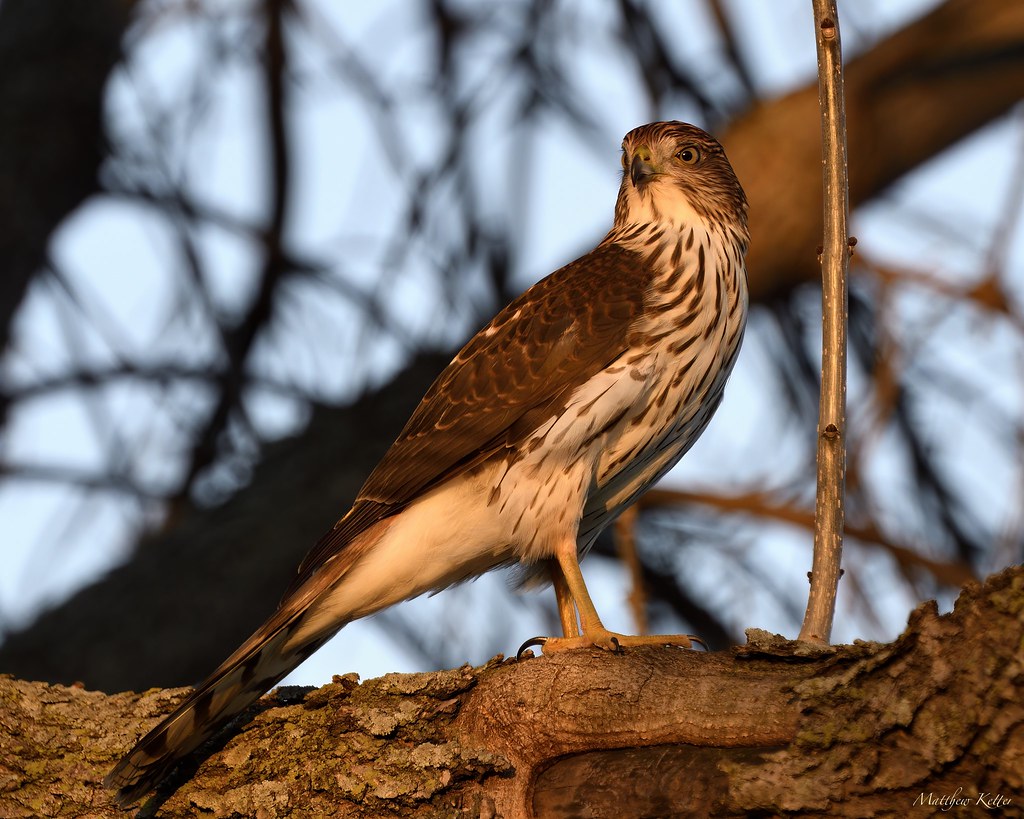 Cooper's Hawk (Accipiter cooperii) Seen in Springfield, IL… Flickr