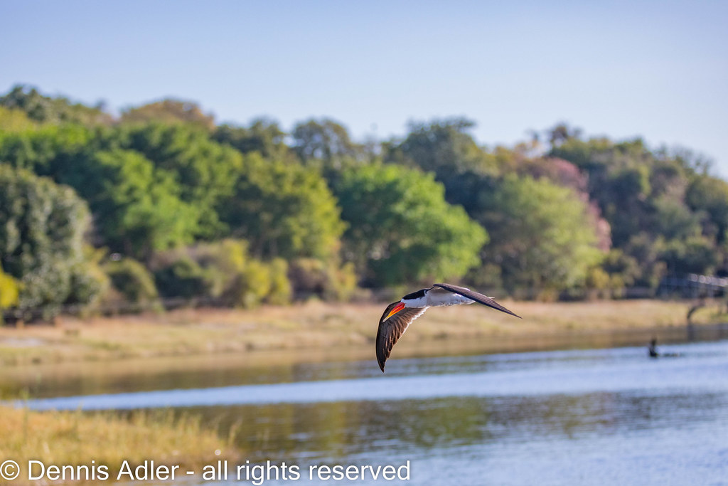Flying towards Skimmer Island 1 The light at this angle wa… Flickr