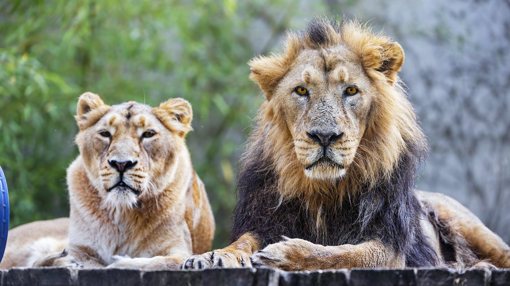 The two lions The two Asiatic lions of the Mulhouse zoo l… Flickr