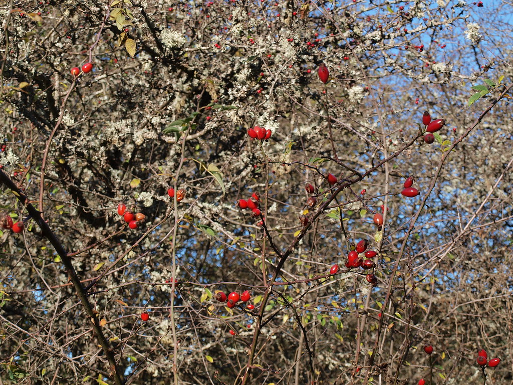 Olympus E450 Zuiko 1442mm OLYMPUS DIGITAL CAMERA Flickr