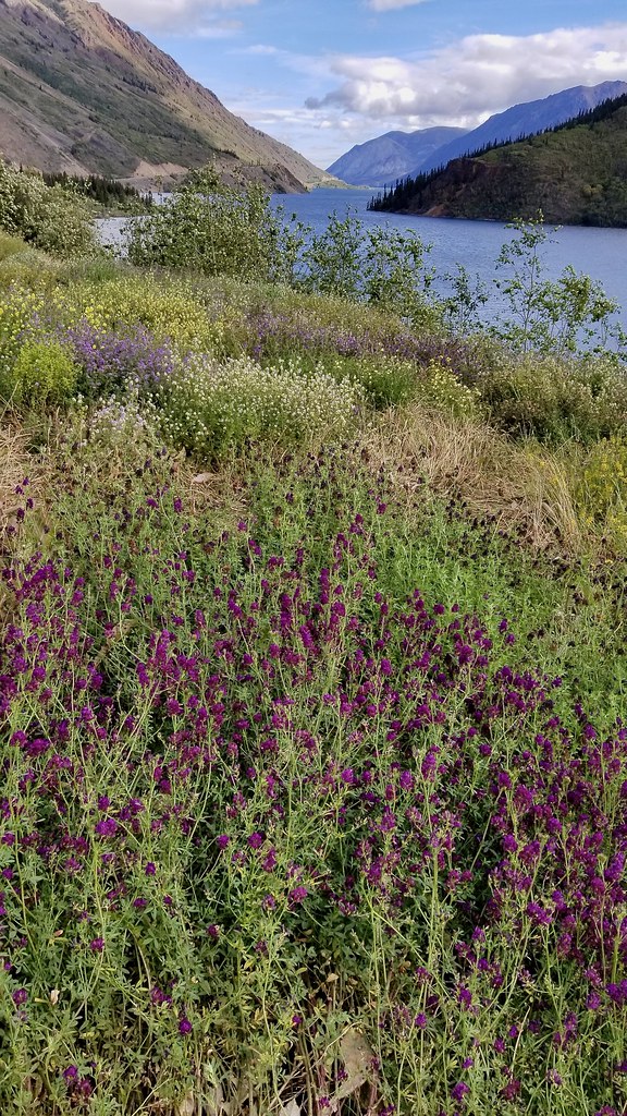 Tagish Lake, BC, Canada Cindy Zheng Flickr