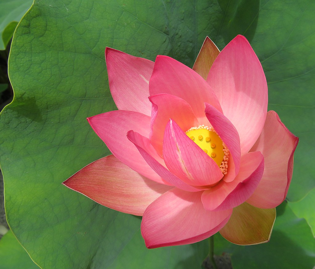 Lotus Gold Coast Aust Mary Faith. Flickr