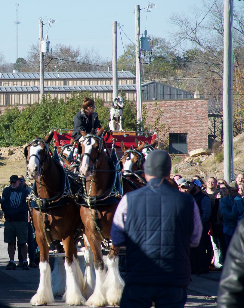 2022 Nov 13, Clydesdales Cullman Nikon D5000 2022 Nov 13, … Flickr