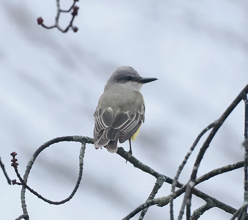 Tropical Kingbird Great Bay Farm, NH Jim Sparrell Flickr