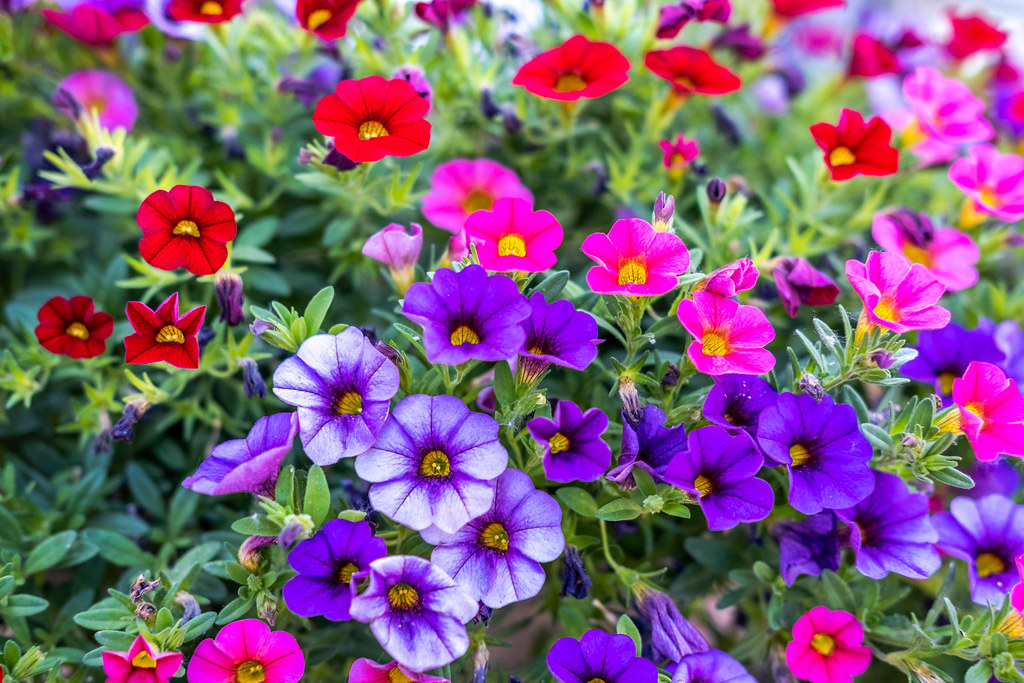 Cottonwood, Arizona Flowers Tracy Mosley Flickr