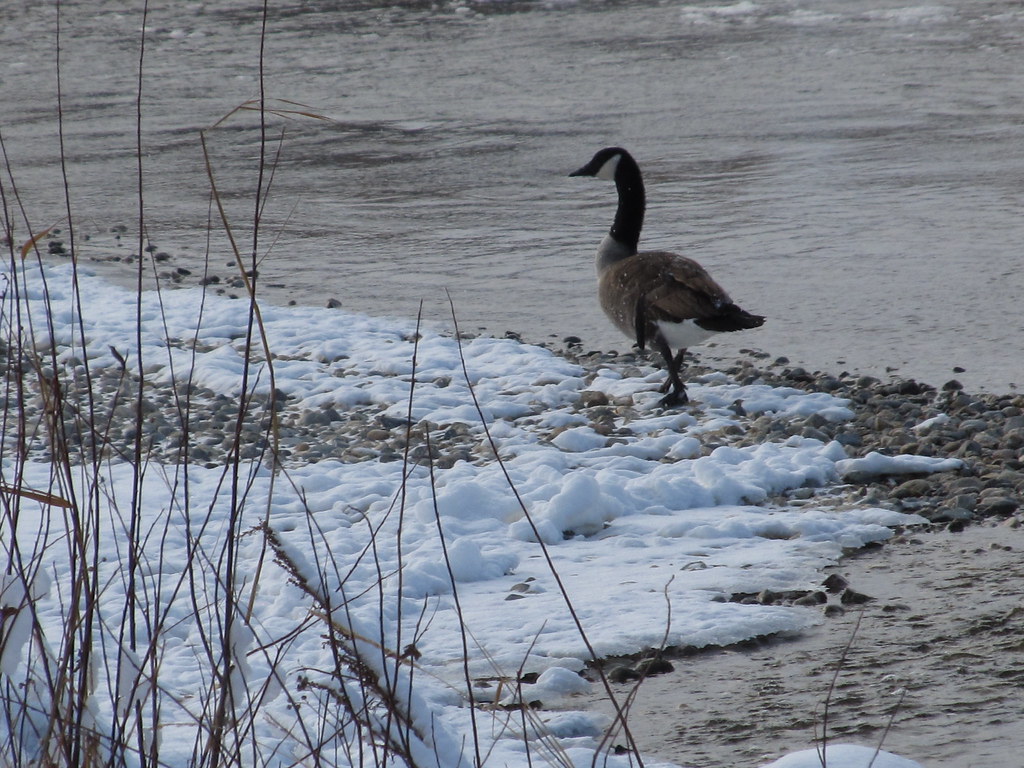 Canada Goose From the Nature Regina/Fort Qu'Appelle Field … Flickr