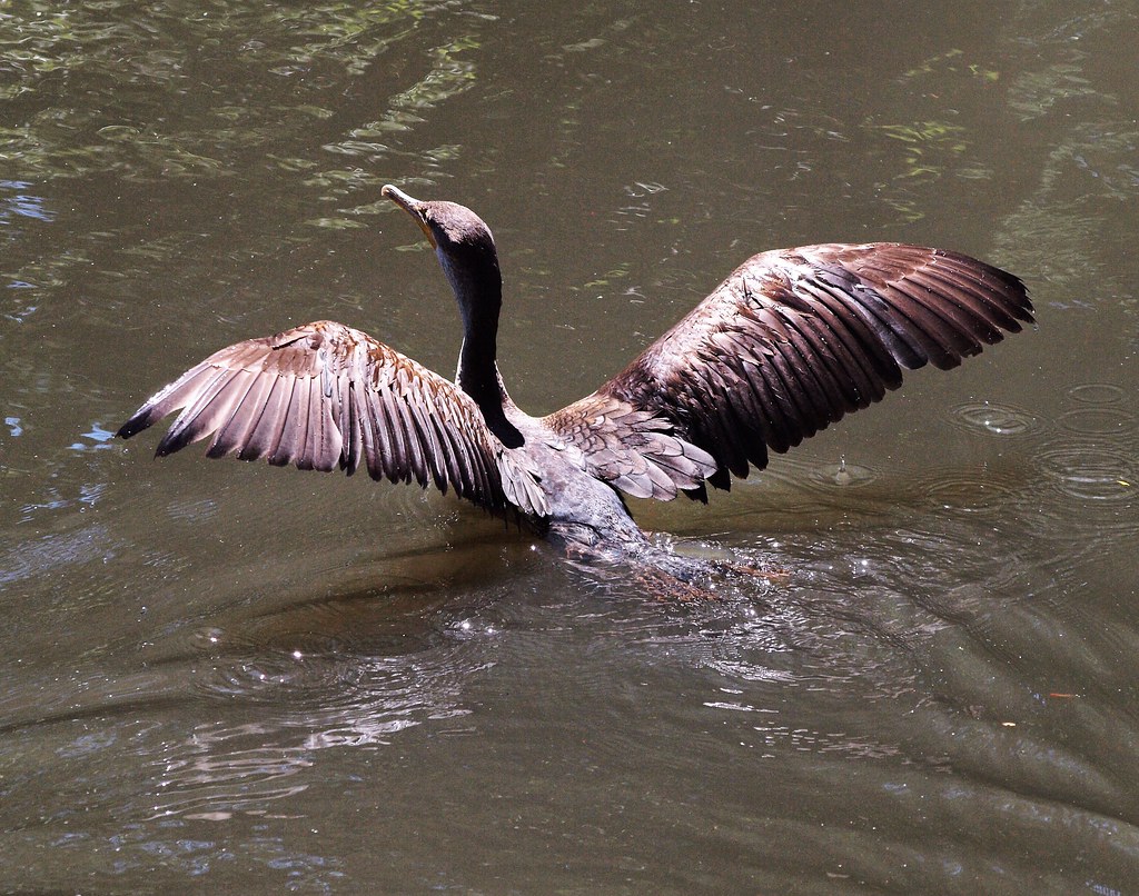 "WINGING IT",...............CORMORANT,....Va. OLYMPUS DIGI… Flickr