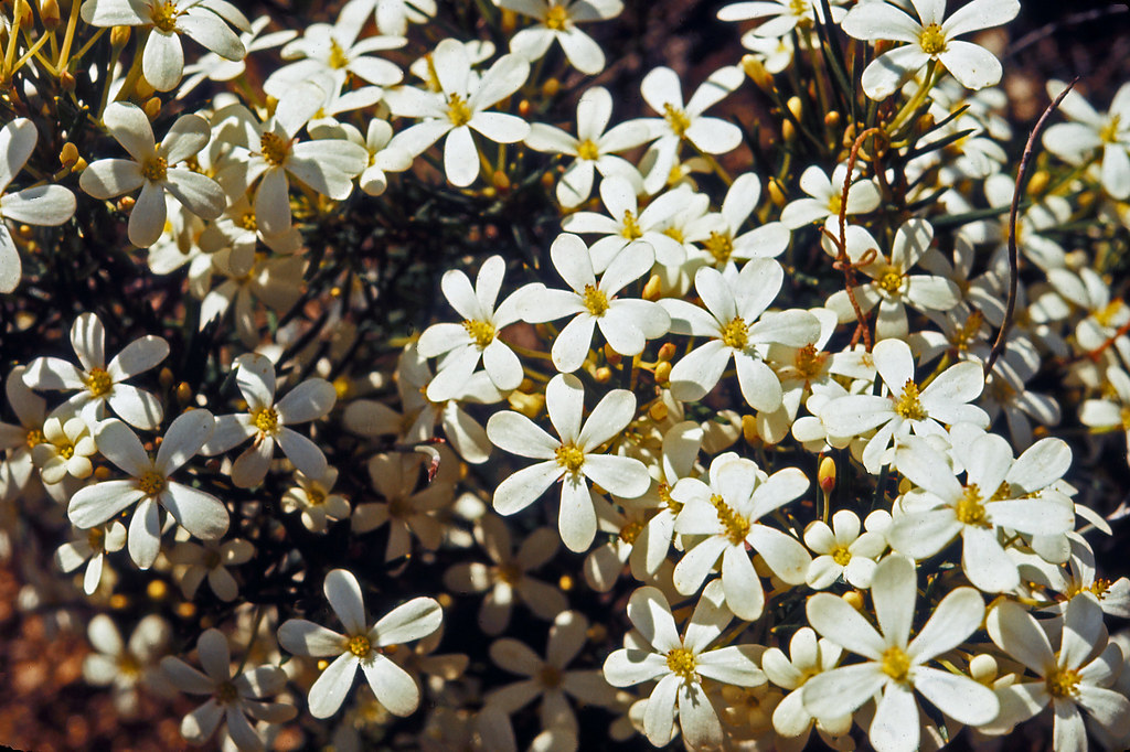 121 Long leaf wax flower query, Wattamolla, 970; Eriostem… Flickr
