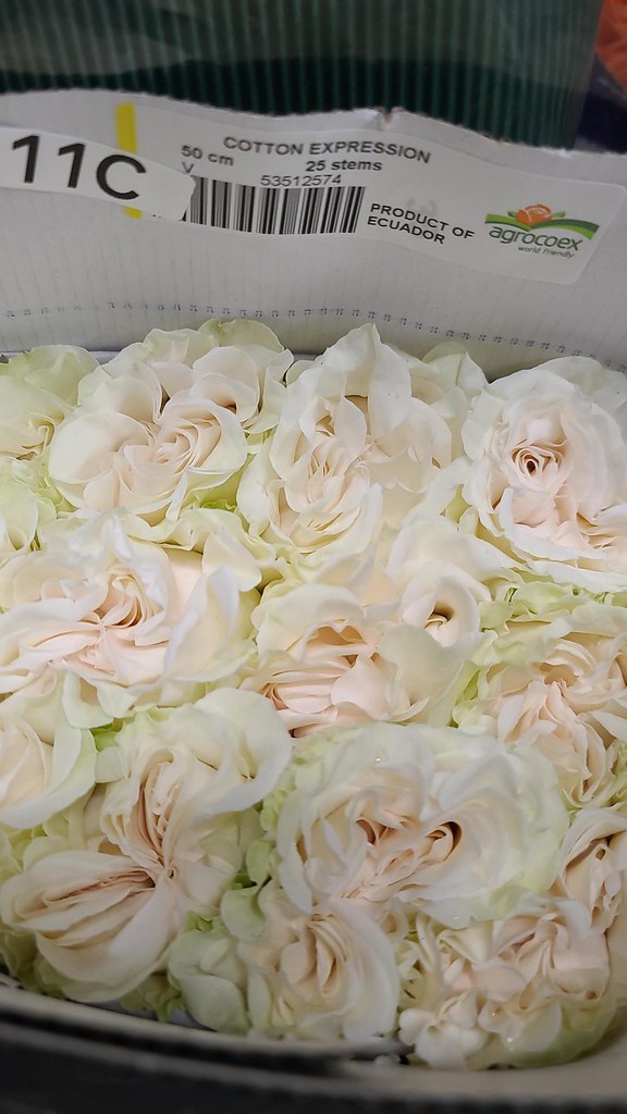 Roses Cotton Expression Maple Grove Floral Flickr