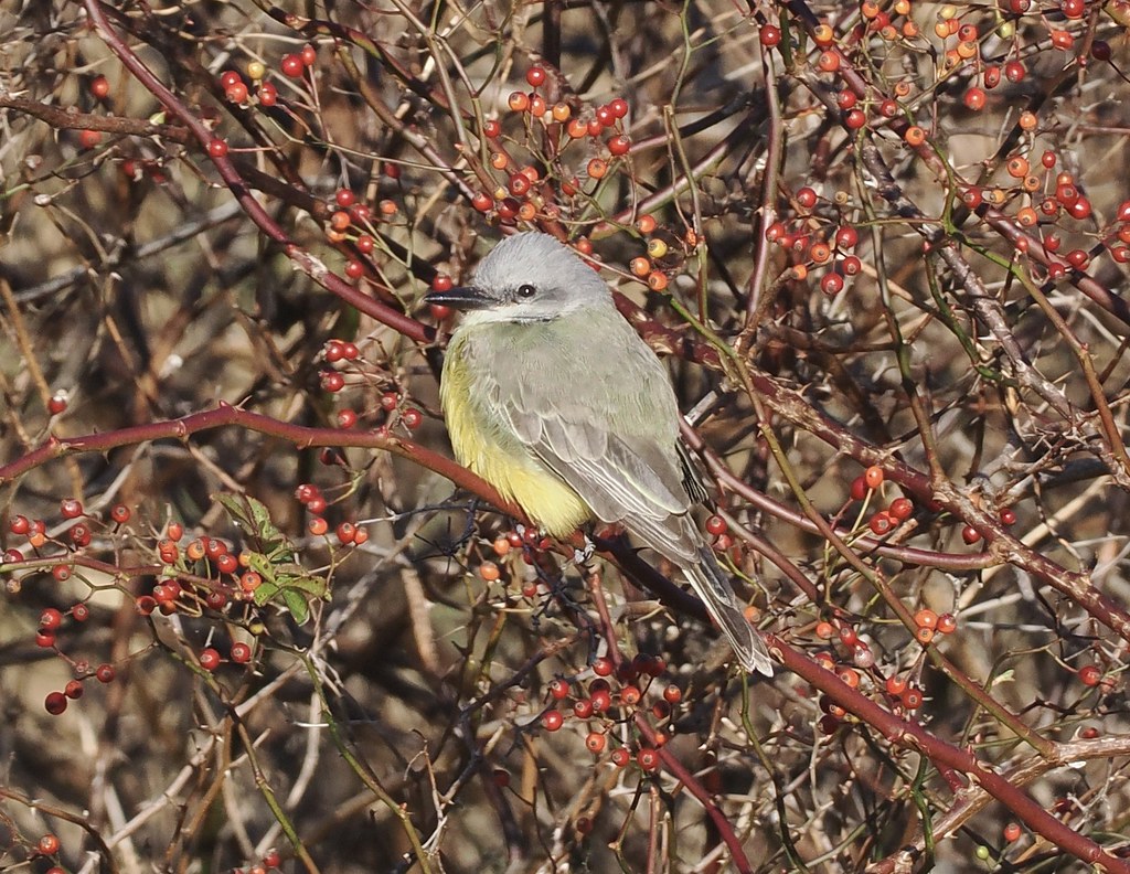 Tropical Kingbird Great Bay Farm, NH Jim Sparrell Flickr