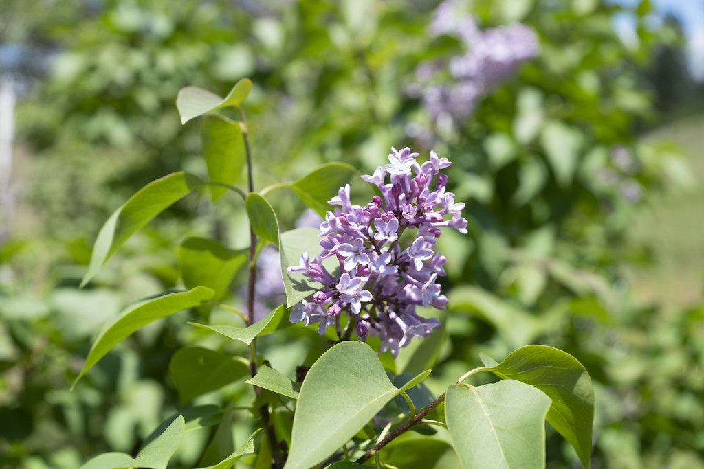 61.jpg Lilacs near a historical homestead. Paraic Neibergs… Flickr