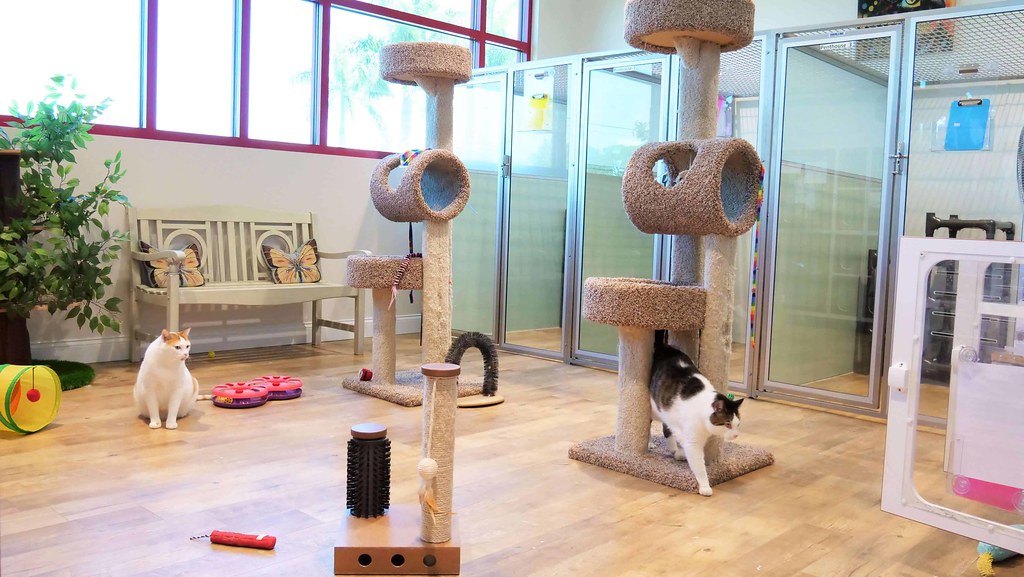 catboardingbaysidepetresortosprey Katie Castillo Flickr